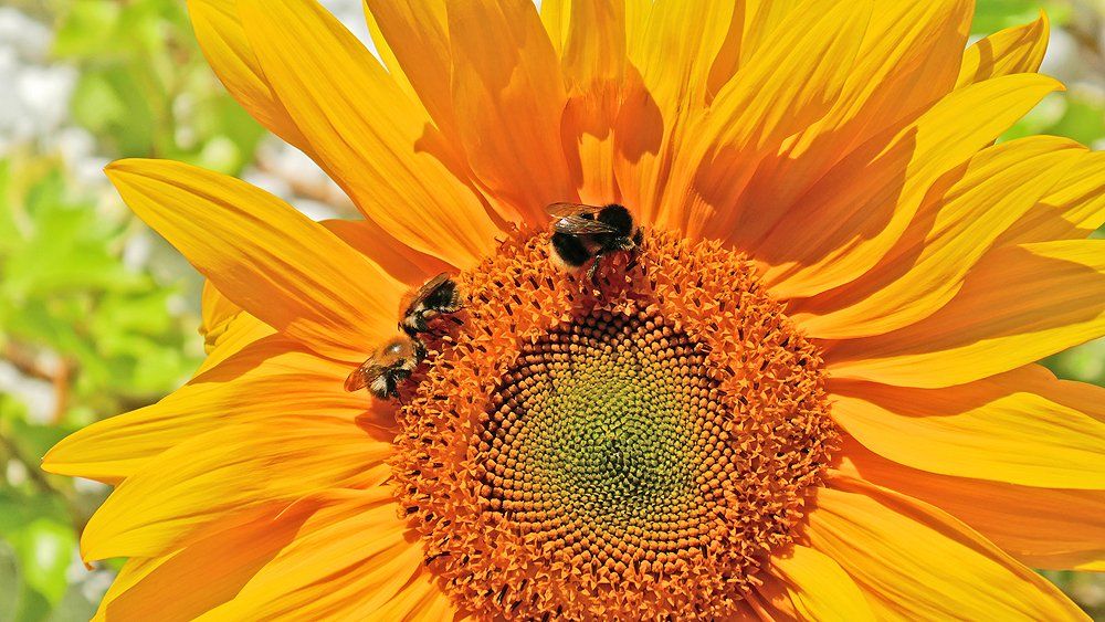 Bees on a Sunflower