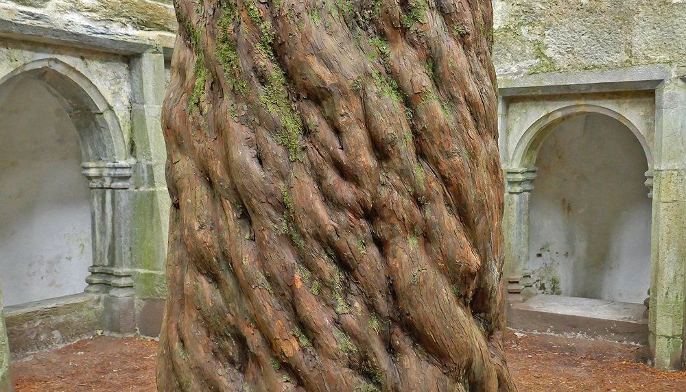 Yew Tree at Muckross Abbey