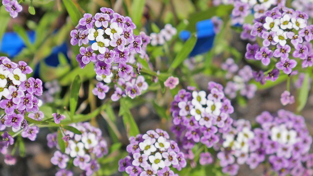 Tiny Blossoms