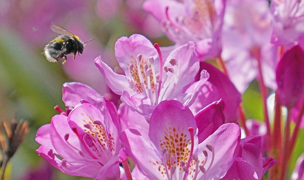 Bumble Bee landing on Rhododendron Flower
