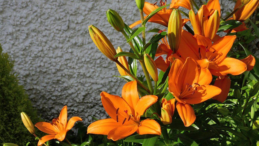Asiatic Lillies in Bloom