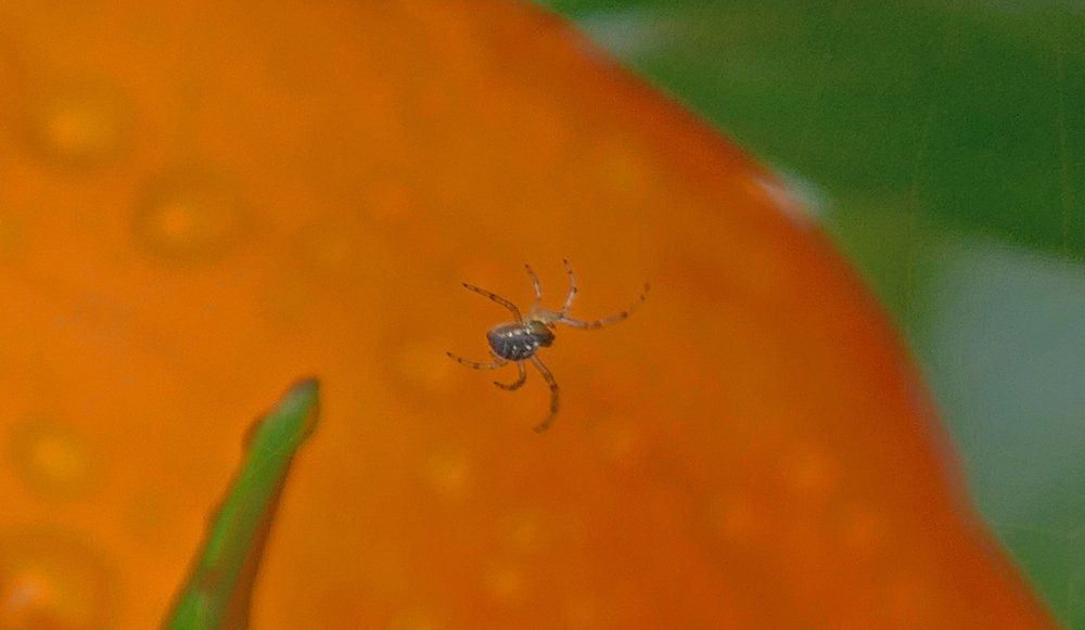 Spider tending her web on Asiatic Lilly