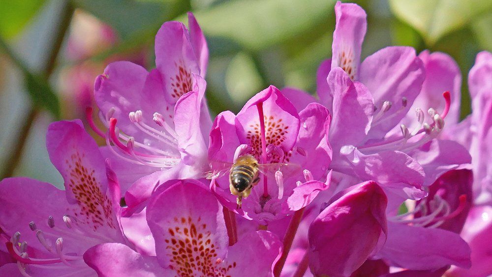 Honey Bee and Rhododendron