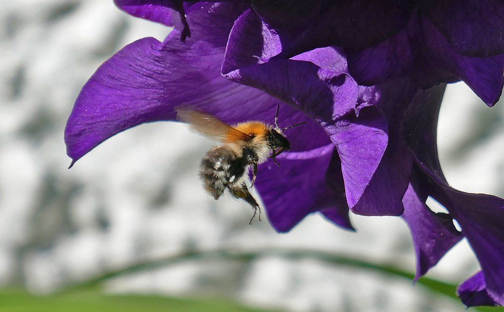 Bee landing on a Gladioli