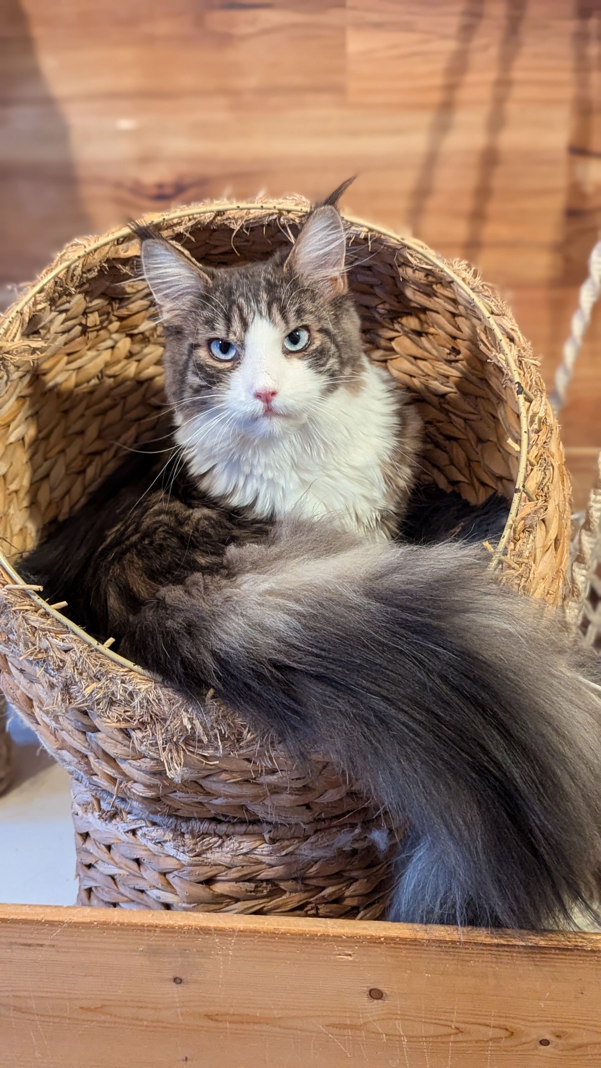 kittens for sale