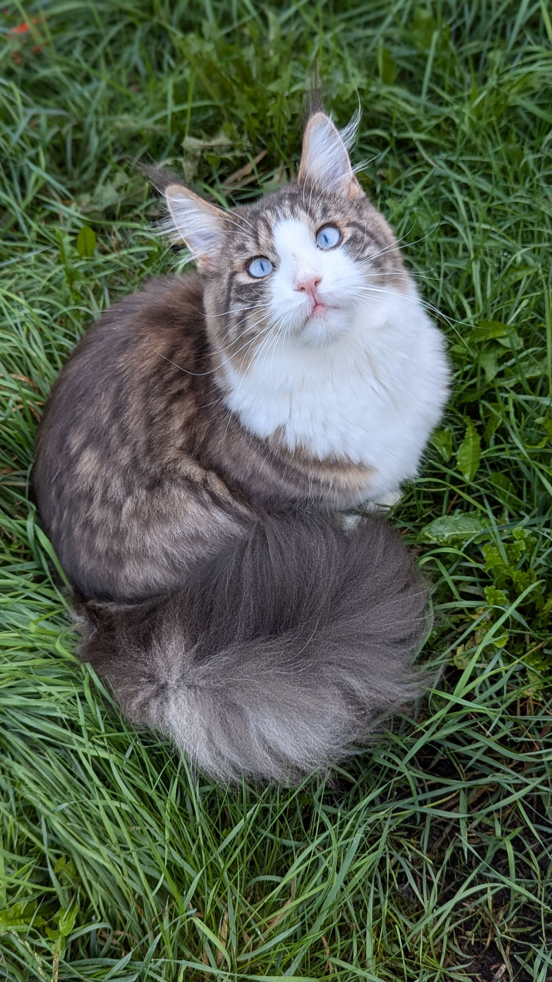maine coon kittens for sale