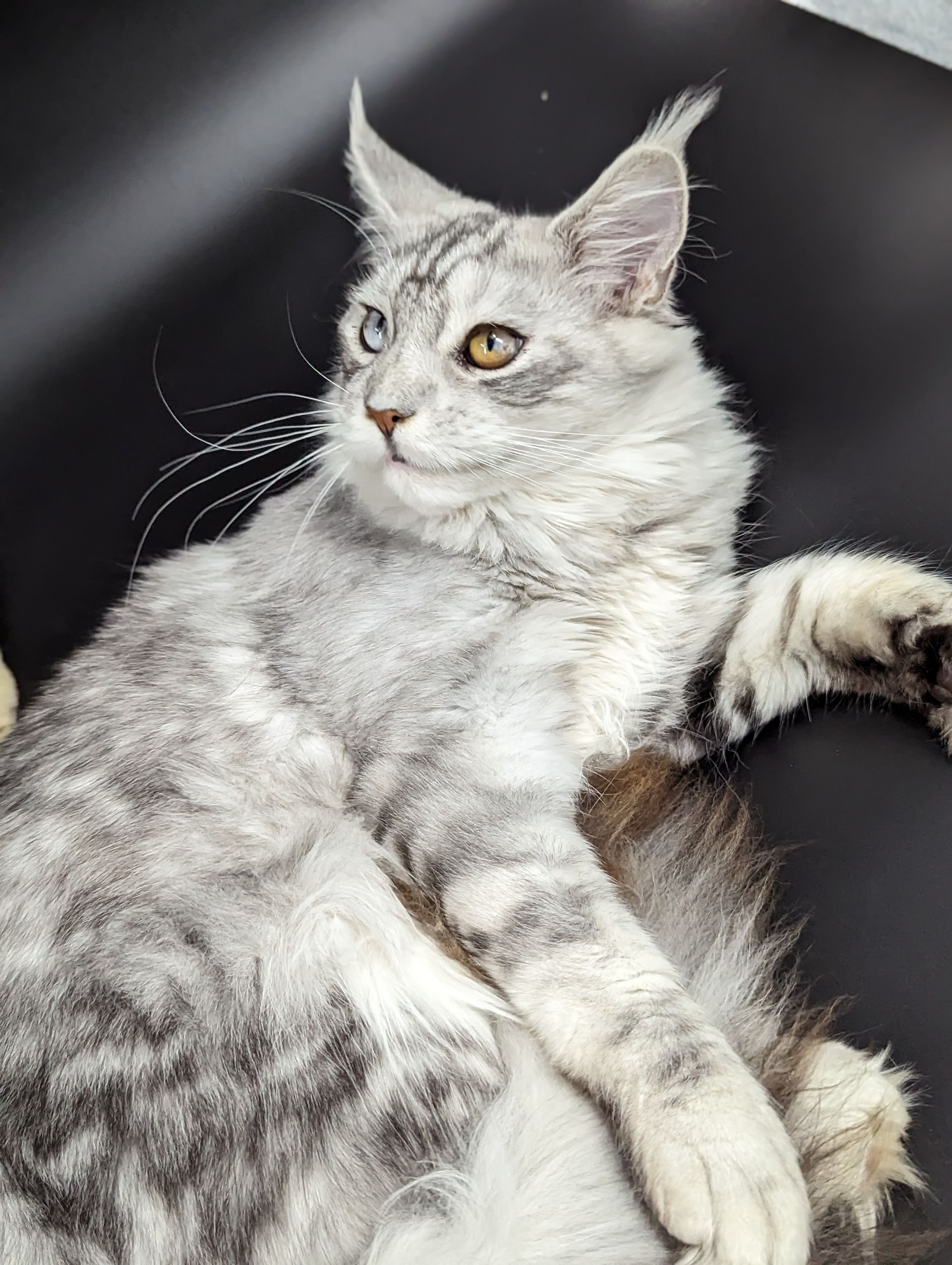 maine coon kittens for sale
