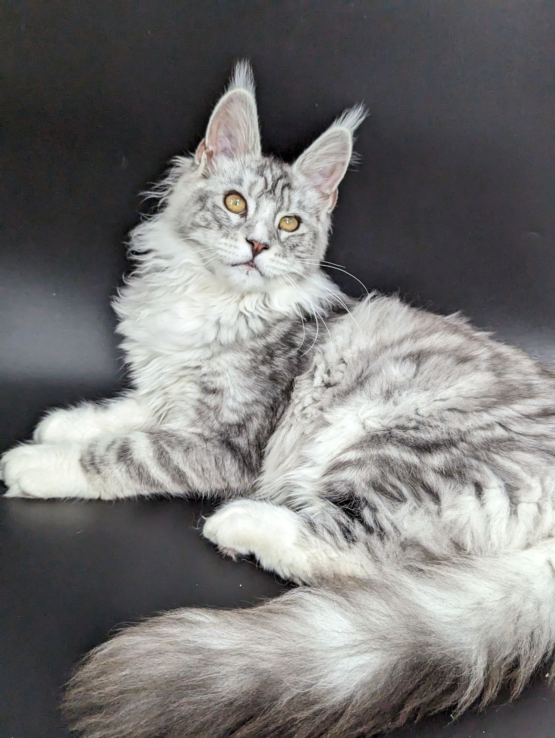 Kleooket | Our Maine Coons