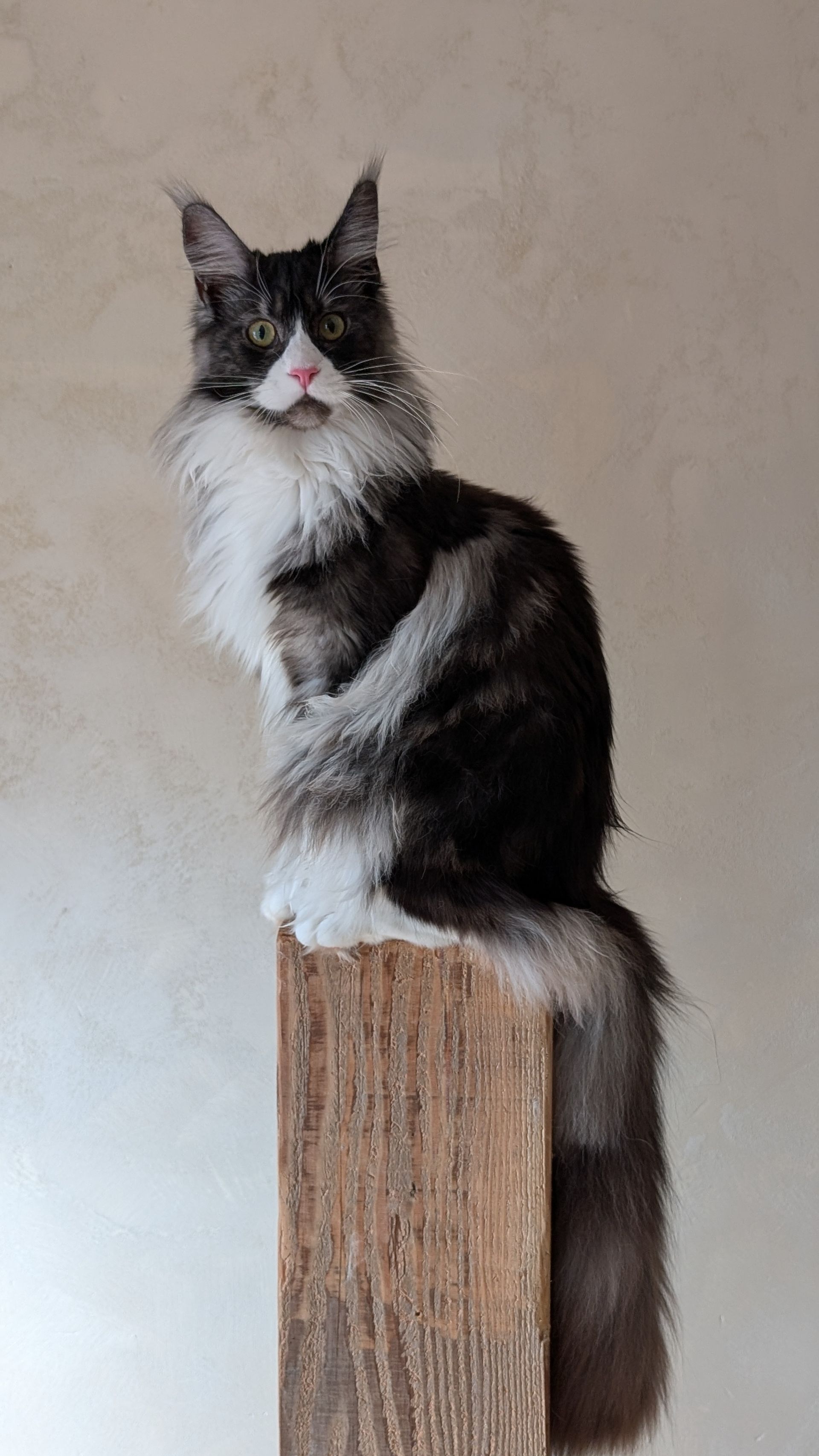 maine coon kittens for sale