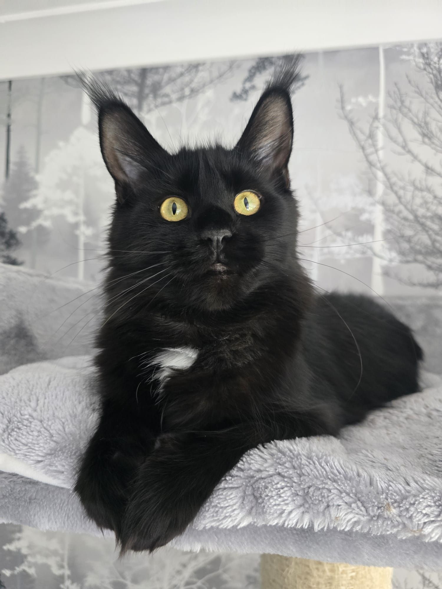 maine coon kittens for sale