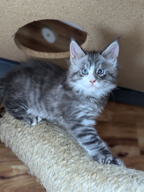 Maine Coon Cat