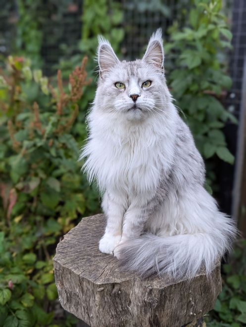 Maine Coon Cat