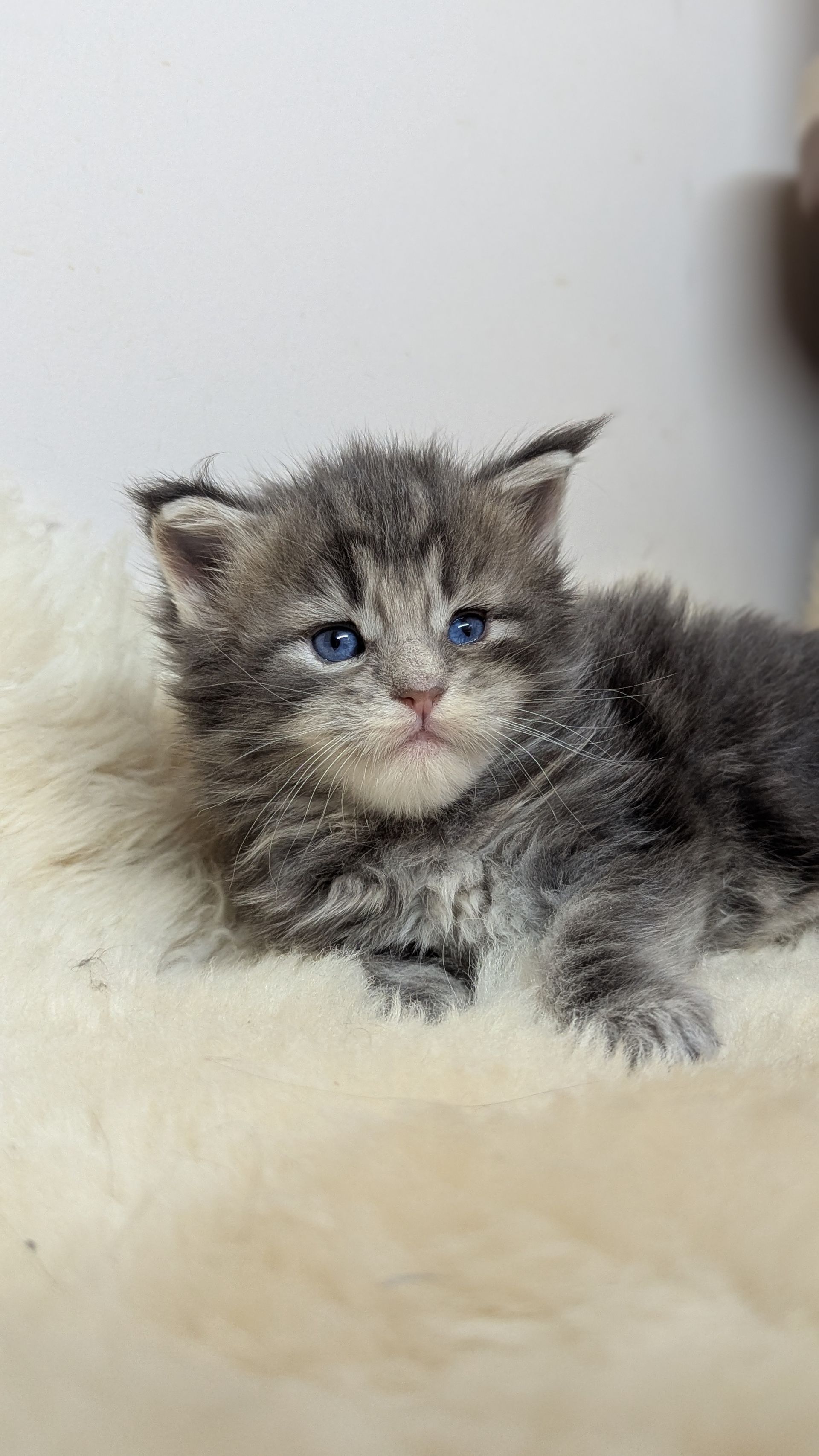 Maine Coon Cat