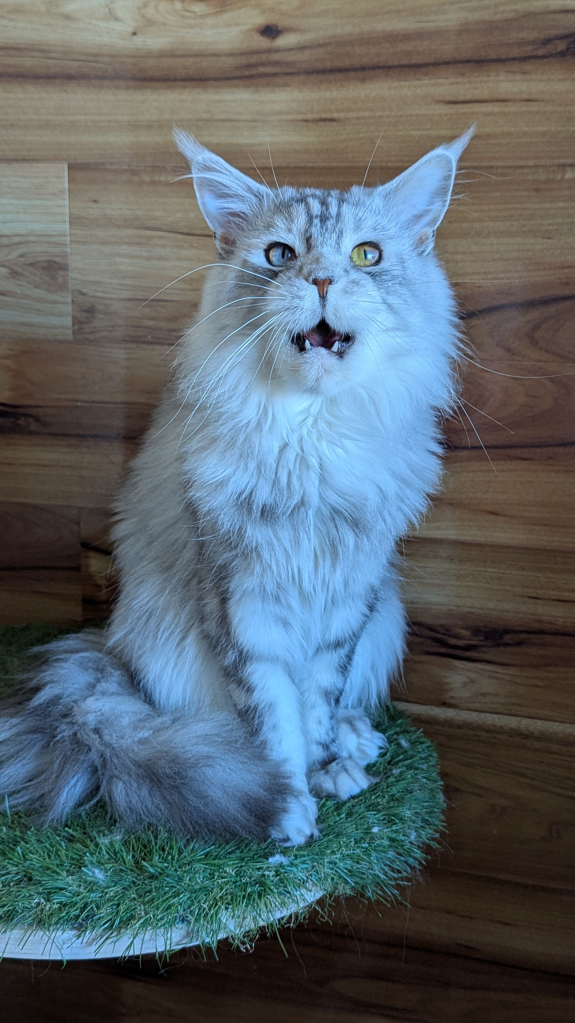 kittens for adoption