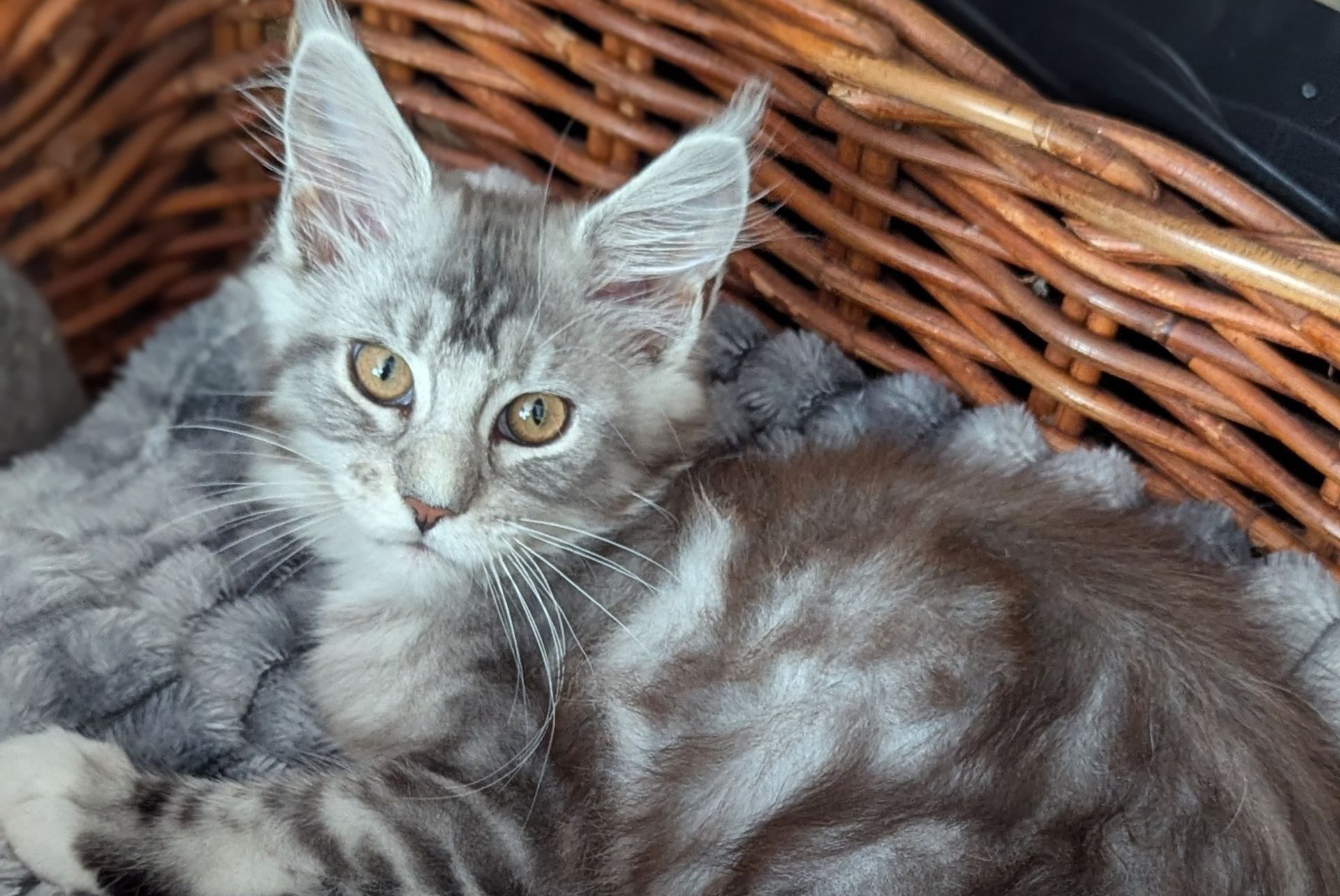Maine Coon Kittens