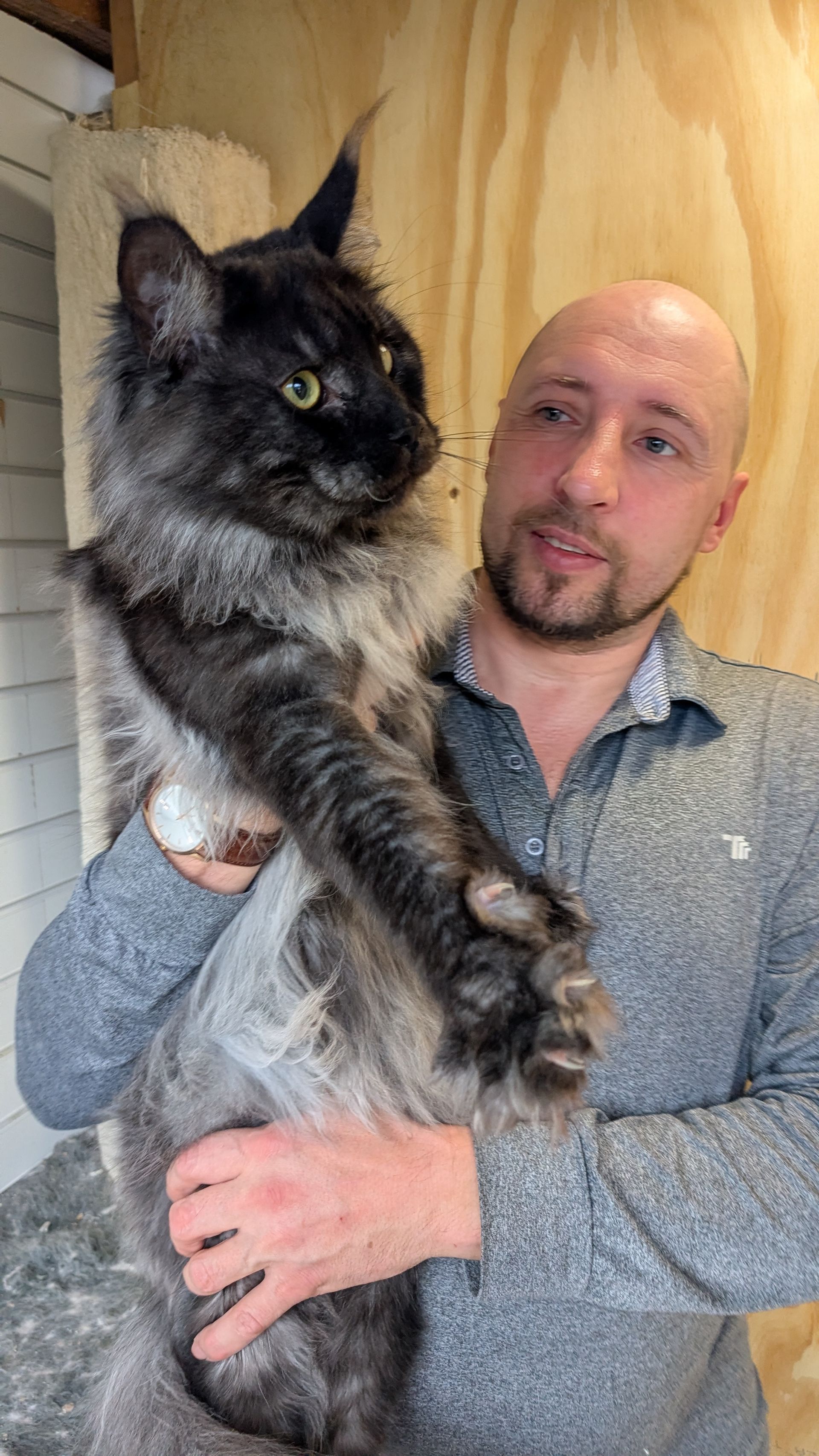 maine coon kittens for sale