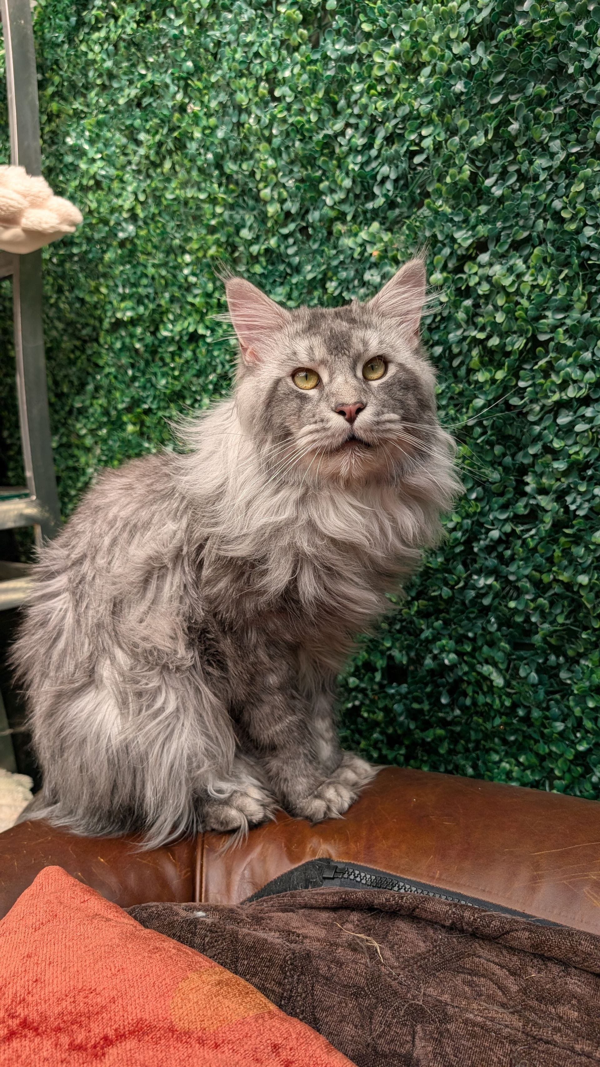 maine coon kittens for sale