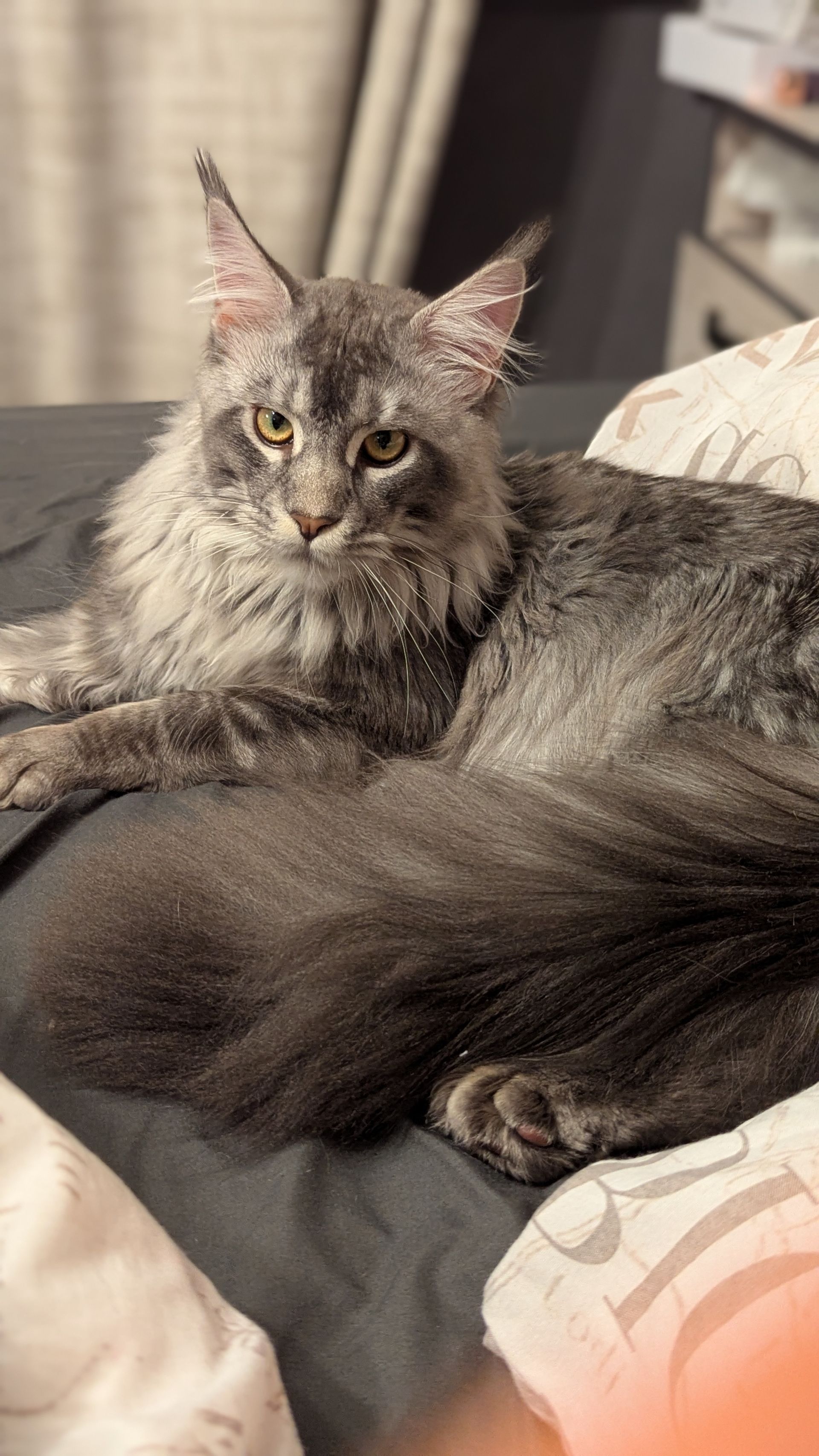 maine coon kittens for sale