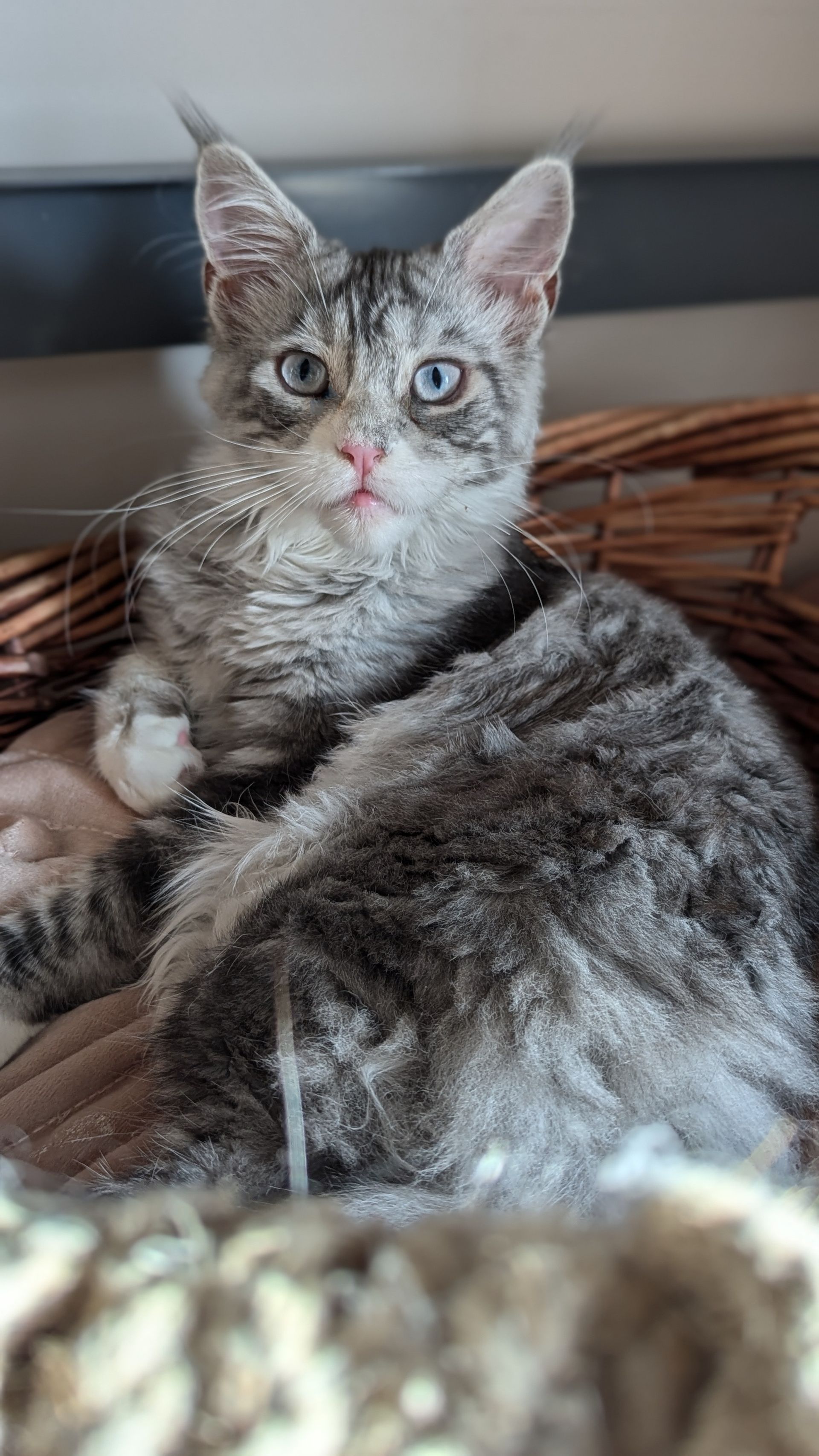 maine coon kittens for sale