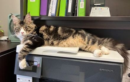 Office Cat Smalls