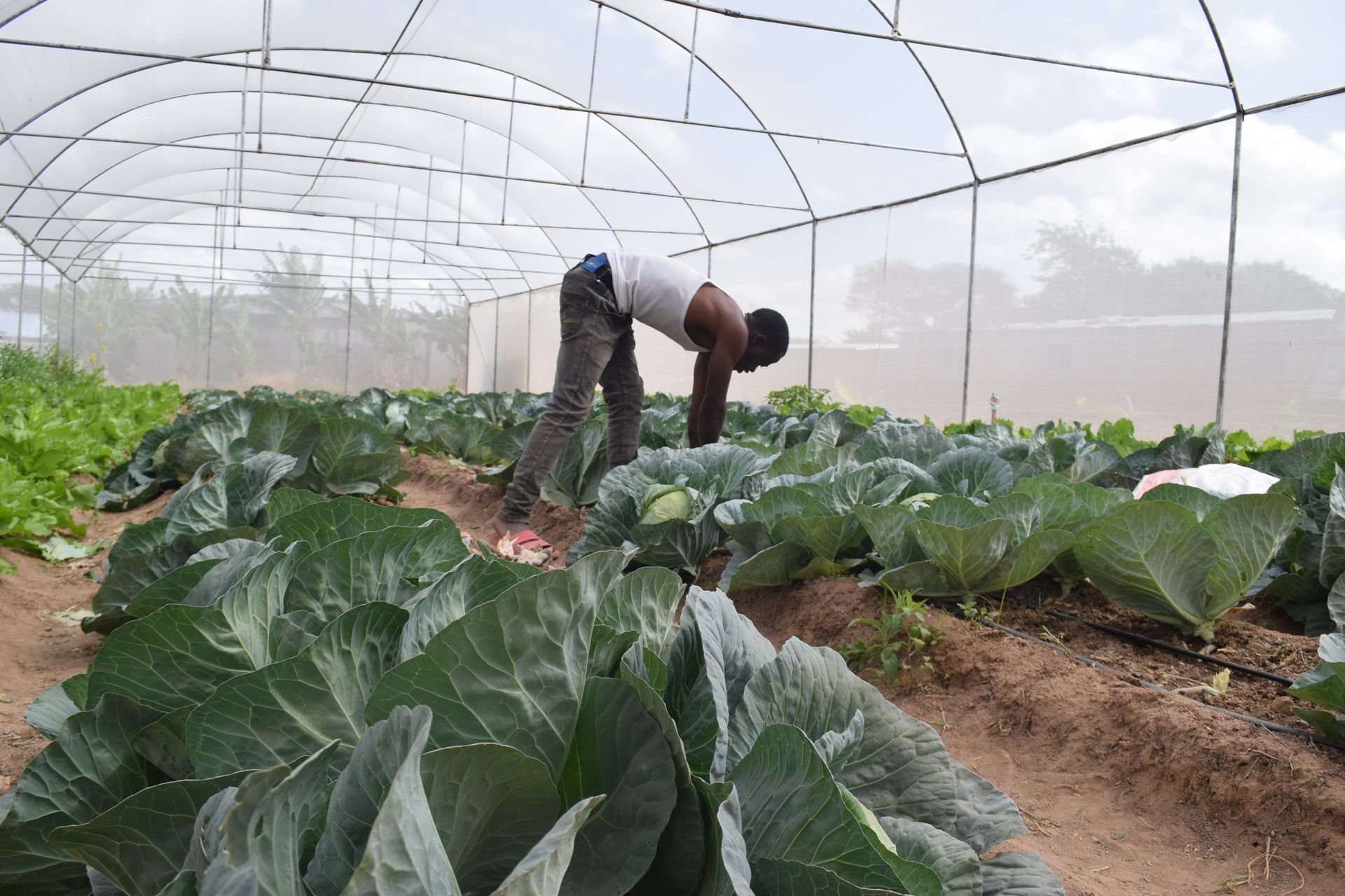Greenhouse at INUKA