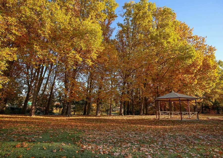 A Gazebo In A Park Surrounded By Trees With Yellow Leaves — RJN Transport In Coonabarabran, NSW
