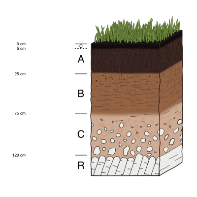 A diagram showing the layers of soil and grass