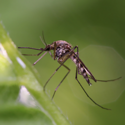 A mosquito is sitting on a green leaf.