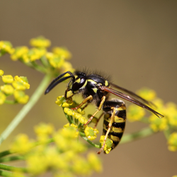 A close up of a wasp on a yellow flower