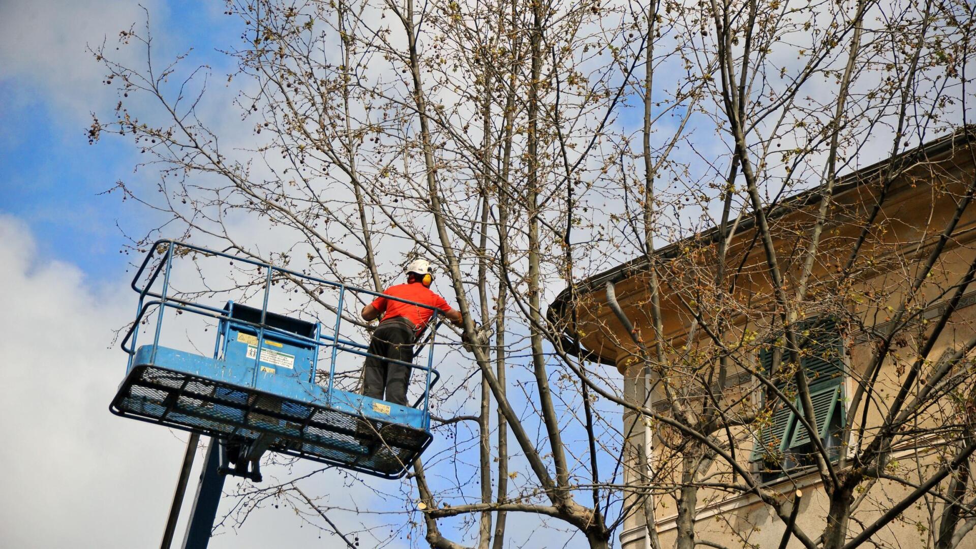 worker in lift cutting the tree