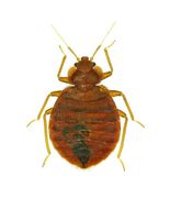 Bed bug - Bed bug elimination in Waterloo, IA