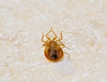 Dead bed bug - Bed bug extermination in Waterloo, IA