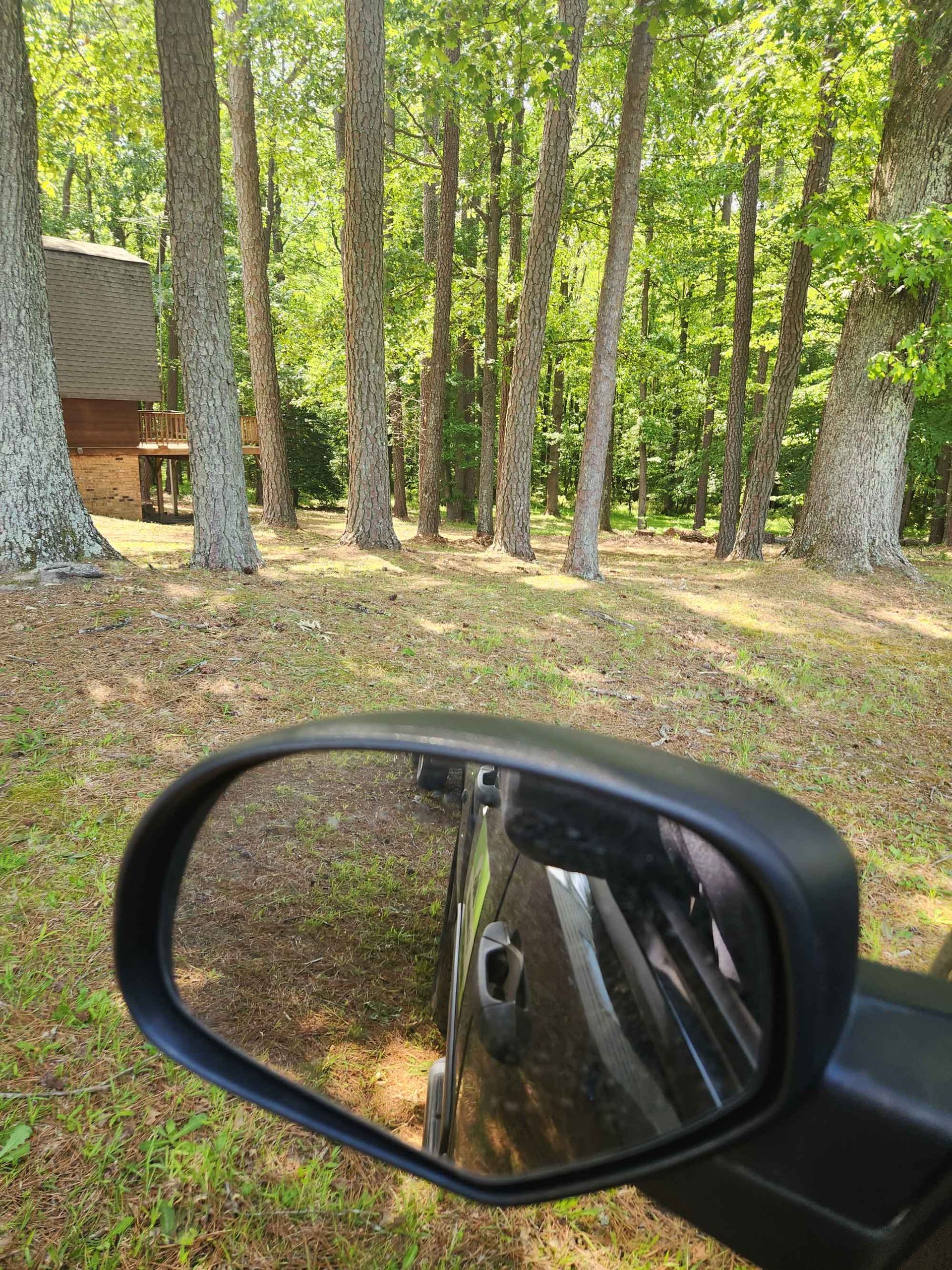 Forest — Hopewell, VA — T.A. Lawncare