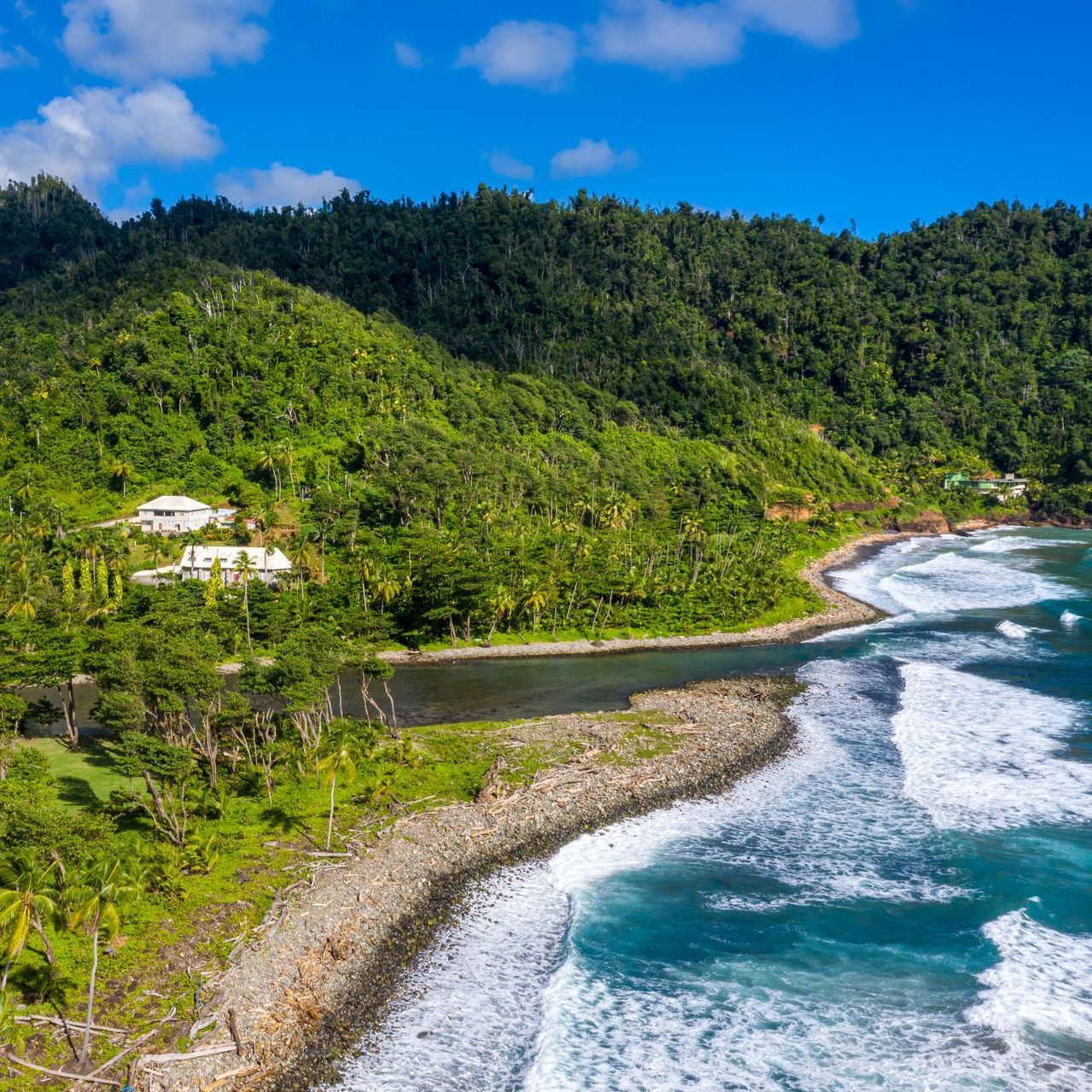 Experience the wonder of nature as three endangered sea turtle species on Rosalie Bay’s protected black sand beach.