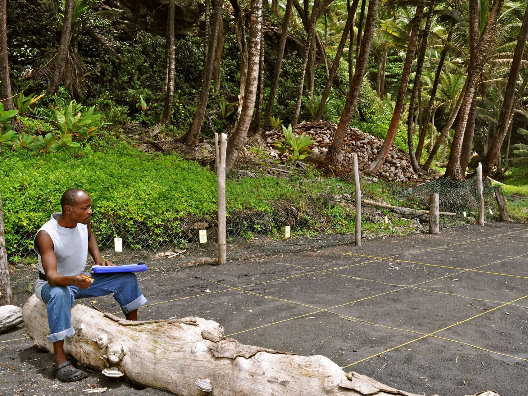 Experience the wonder of nature as three endangered sea turtle species on Rosalie Bay’s protected black sand beach.