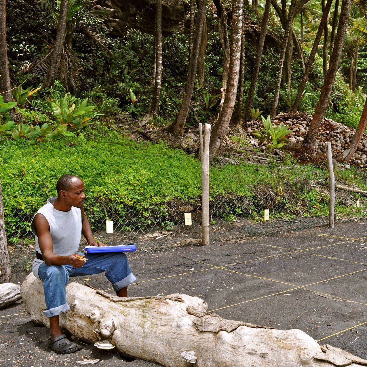 Experience the wonder of nature as three endangered sea turtle species on Rosalie Bay’s protected black sand beach.