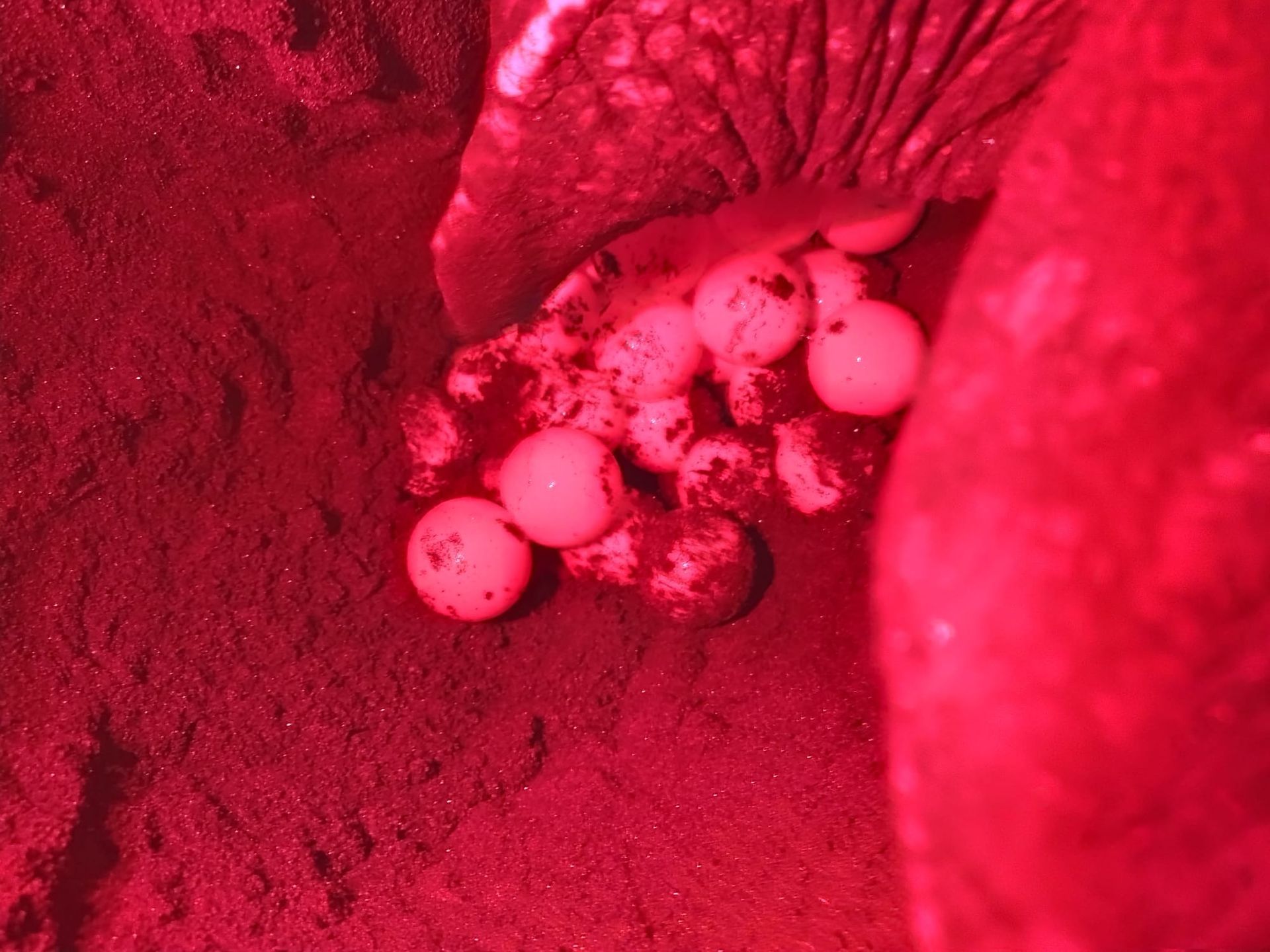 An Experience to Remember at Rosalie Bay Eco Resort, Dominica. Turtle Sanctuary.