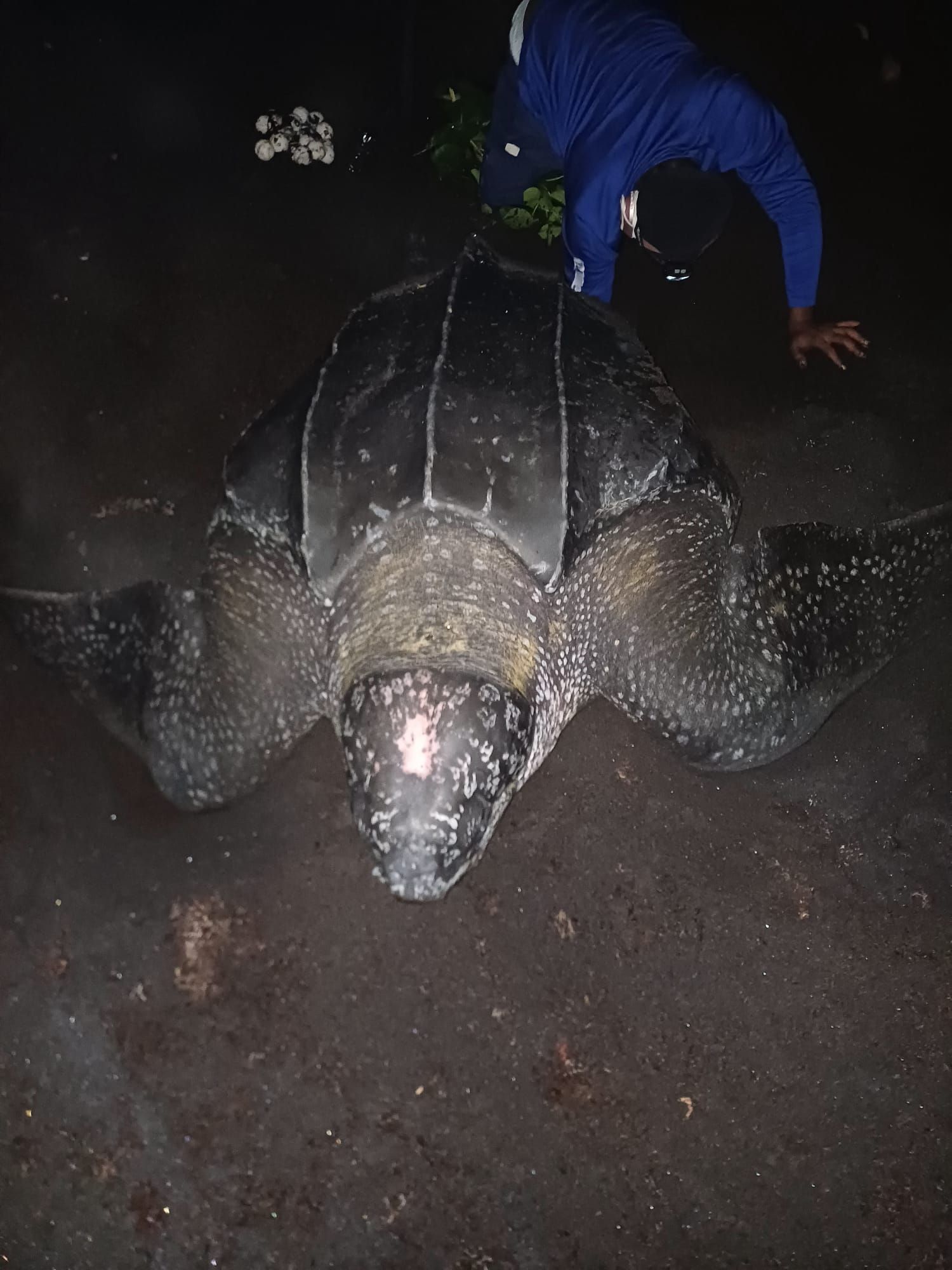An Experience to Remember at Rosalie Bay Eco Resort, Dominica. Turtle Sanctuary.