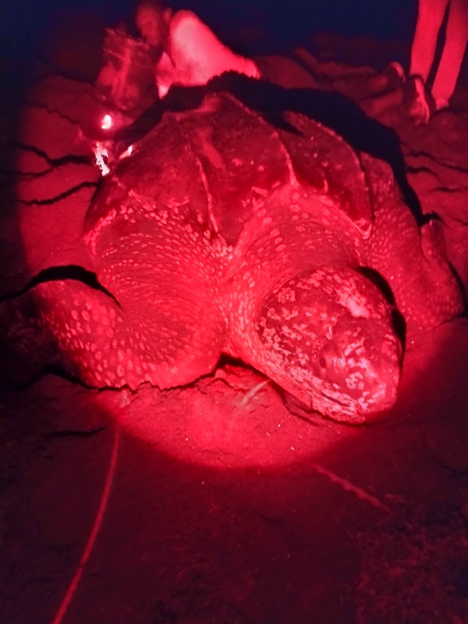 An Experience to Remember at Rosalie Bay Eco Resort, Dominica. Turtle Sanctuary.