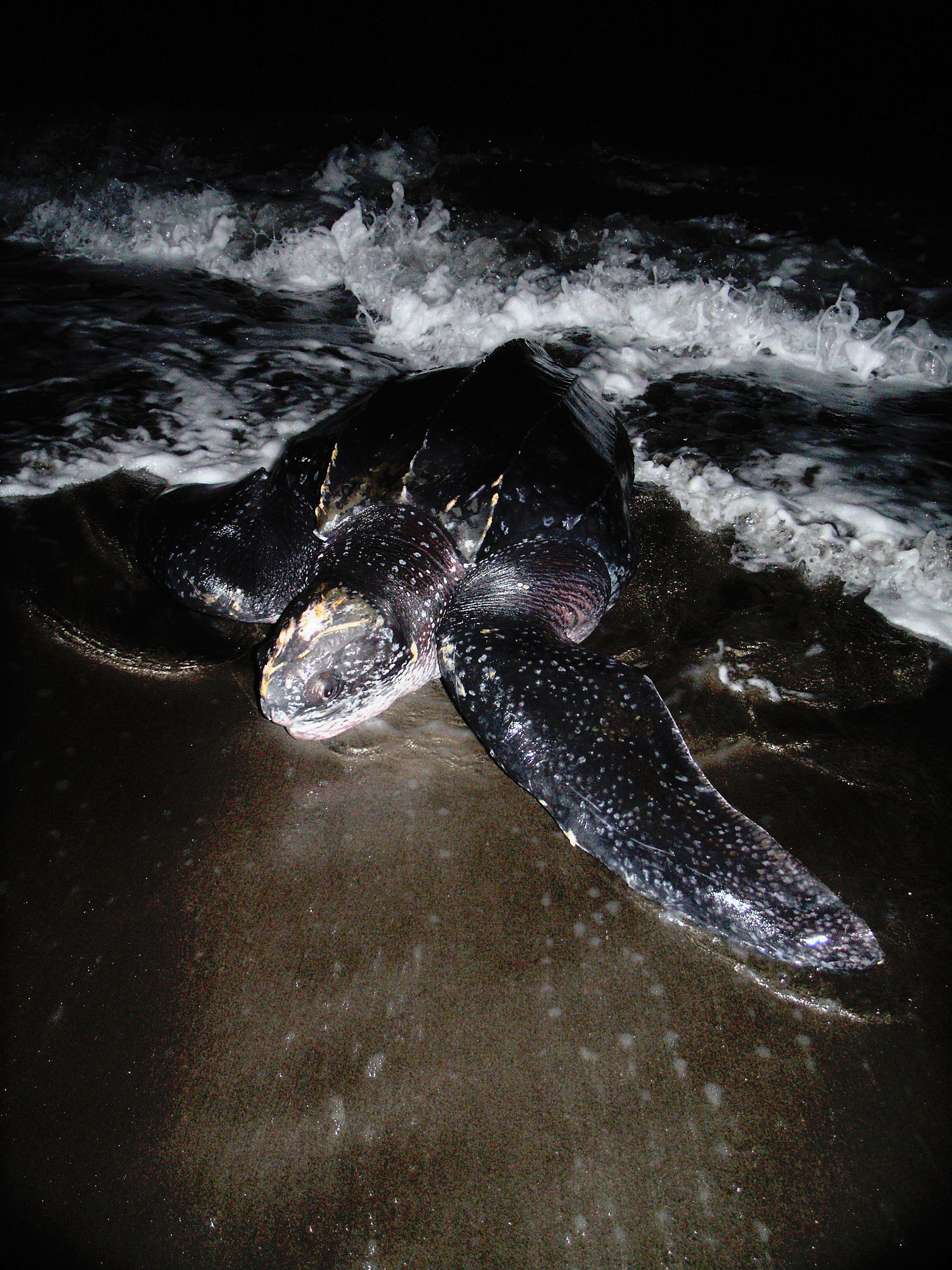 An Experience to Remember at Rosalie Bay Eco Resort, Dominica. Turtle Sanctuary.