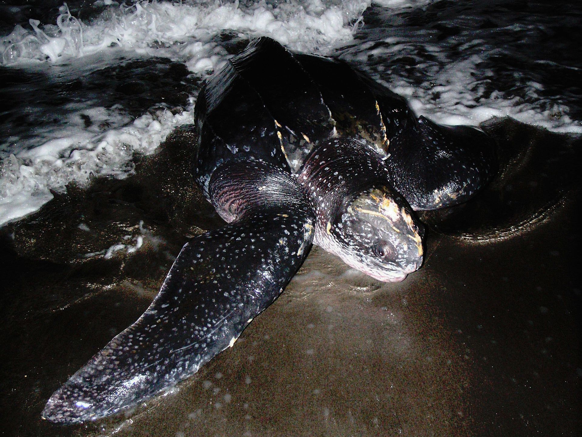 Experience the wonder of nature as three endangered sea turtle species on Rosalie Bay’s protected black sand beach.