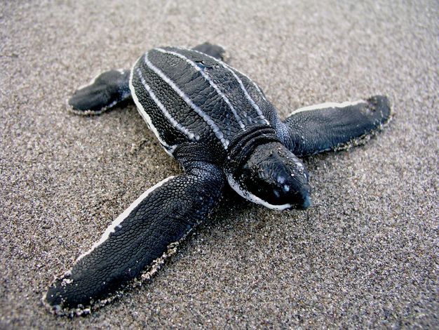 A baby sea turtle is laying on the sand on the beach.