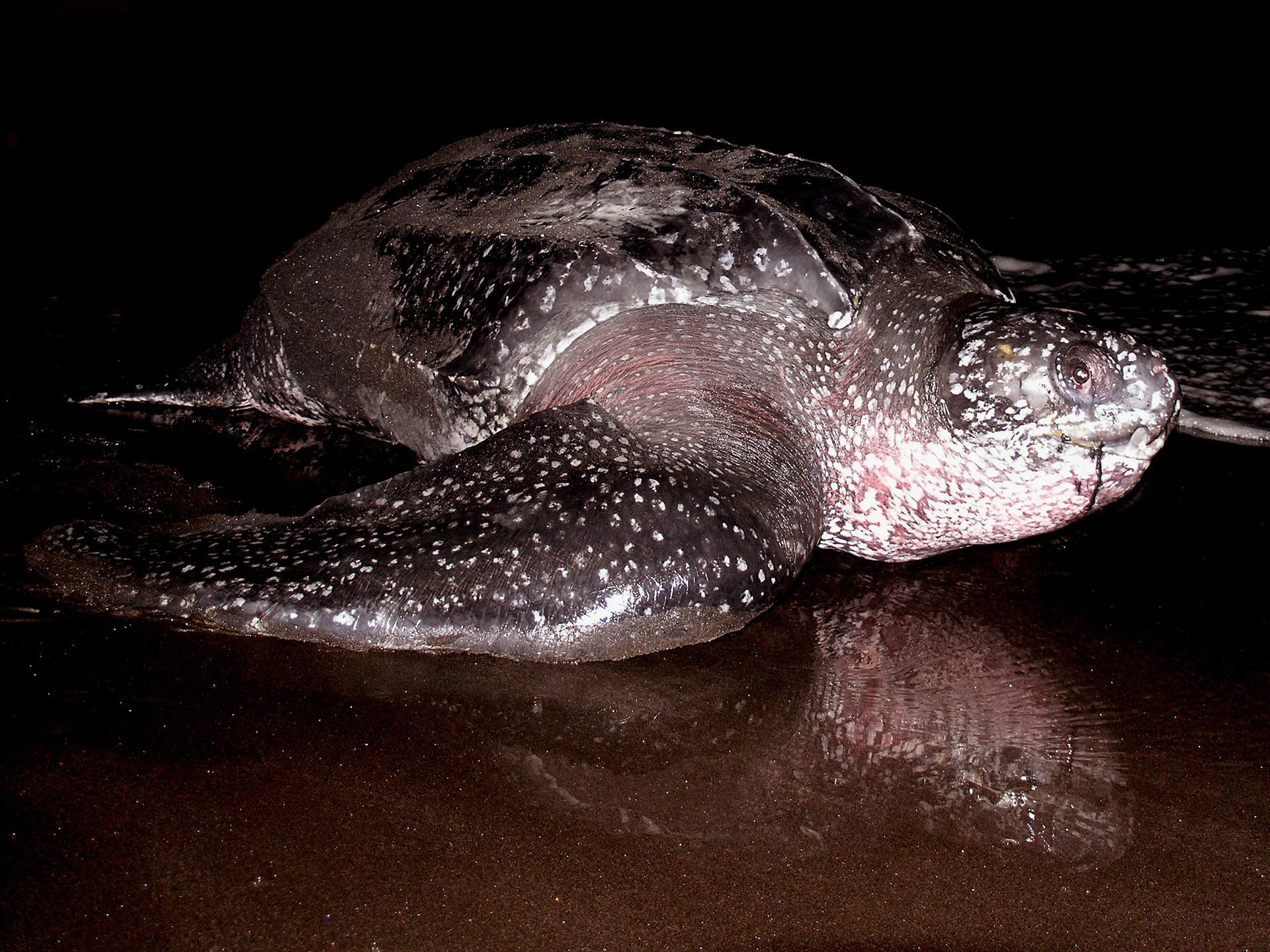 An Experience to Remember at Rosalie Bay Eco Resort, Dominica. Turtle Sanctuary.