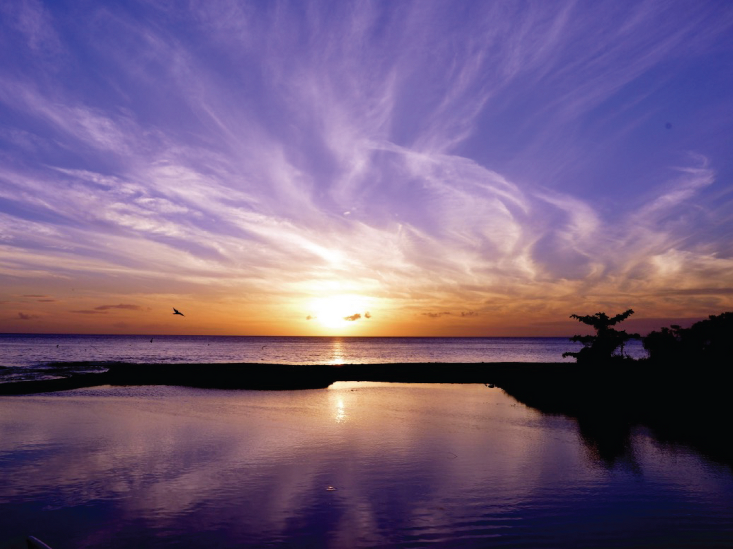 Experience the wonder of nature as three endangered sea turtle species on Rosalie Bay’s protected black sand beach.