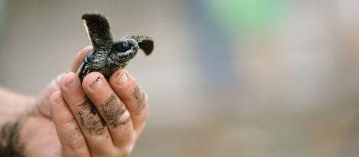 A person is holding a baby sea turtle in their hands.