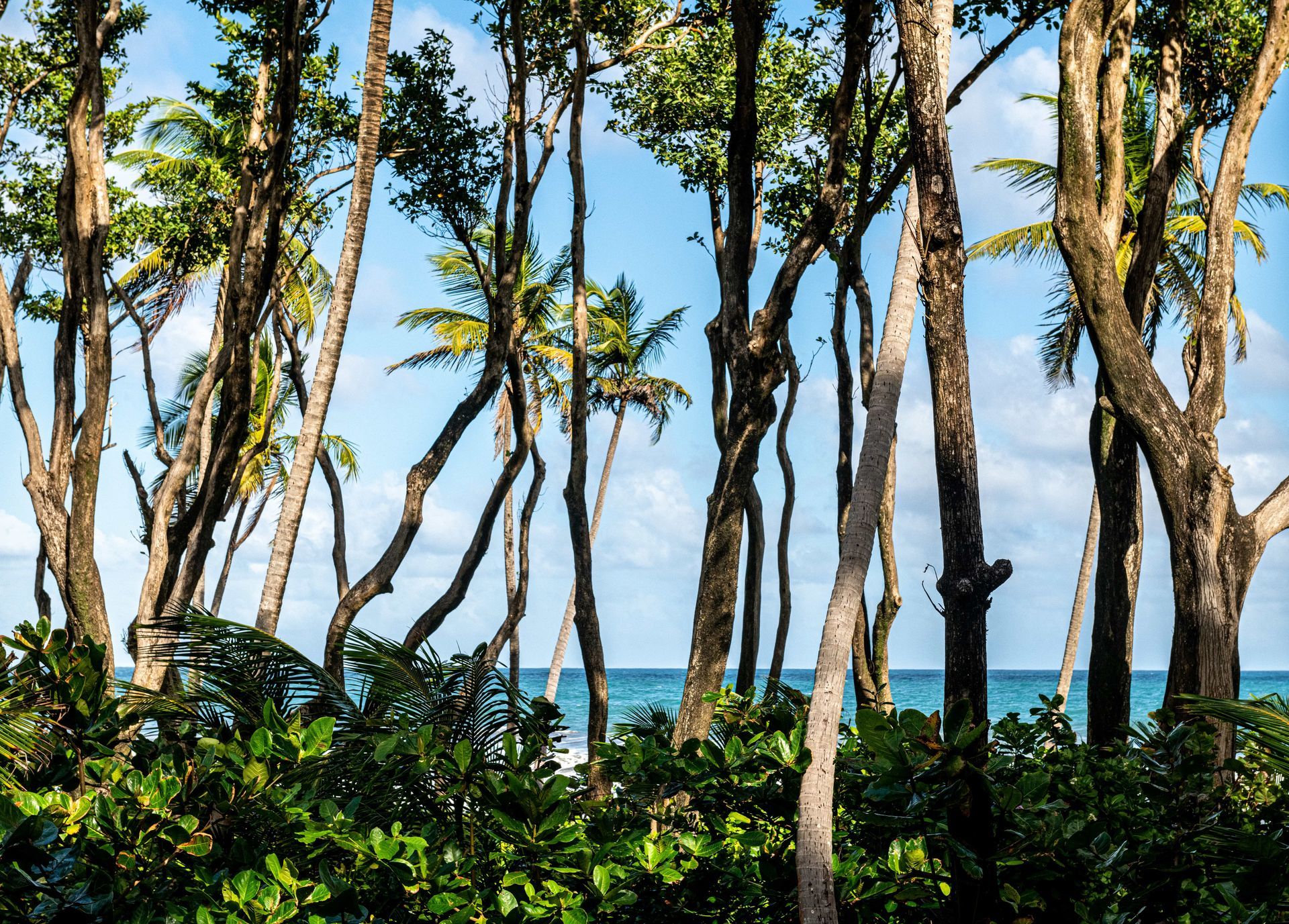 Ocean Front Premier Suites at Rosalie Bay Resort
