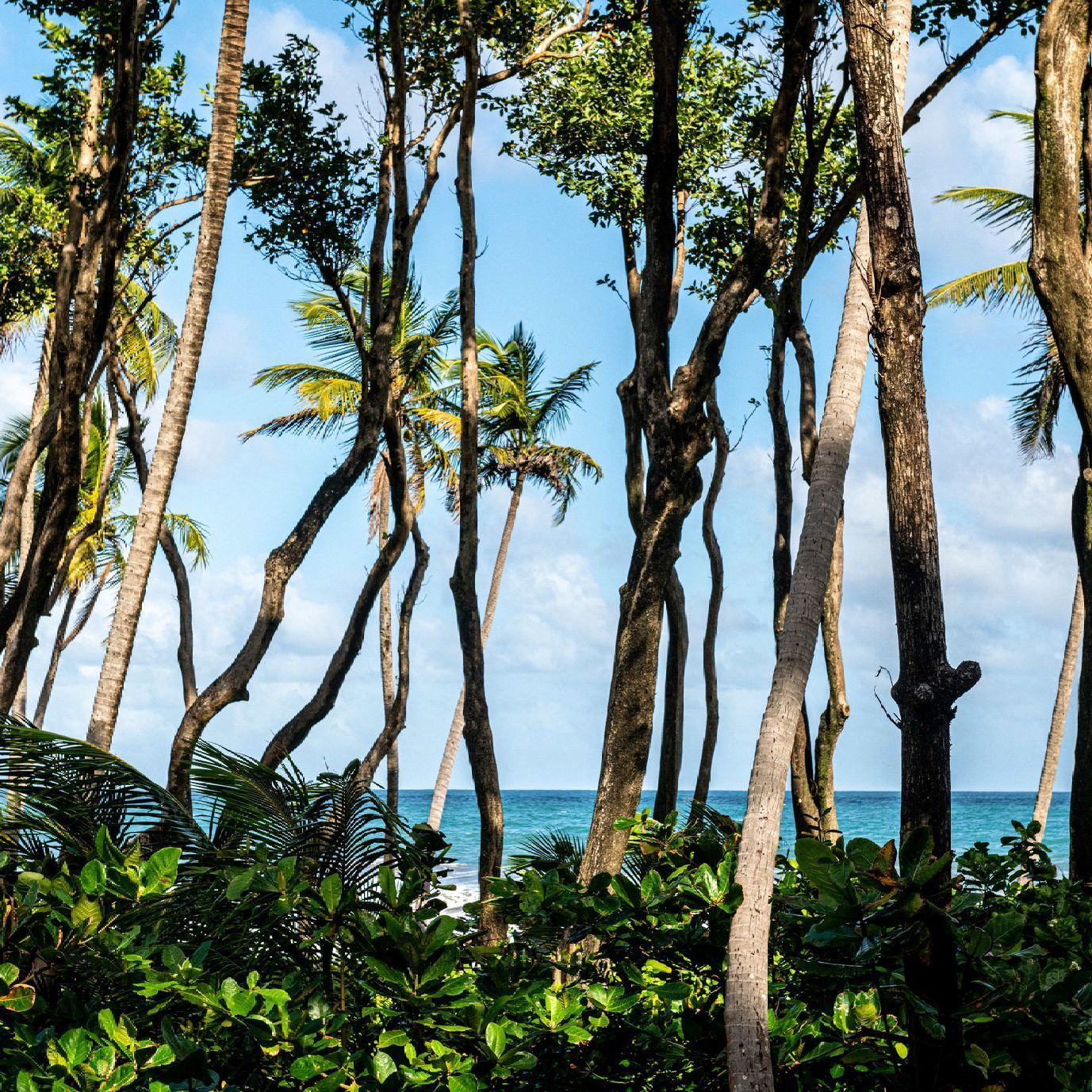 Experience the wonder of nature as three endangered sea turtle species on Rosalie Bay’s protected beach with Rendy Kerr.