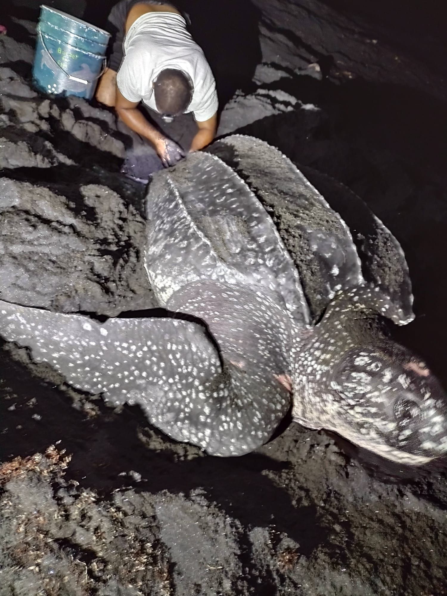 An Experience to Remember at Rosalie Bay Eco Resort, Dominica. Turtle Sanctuary.