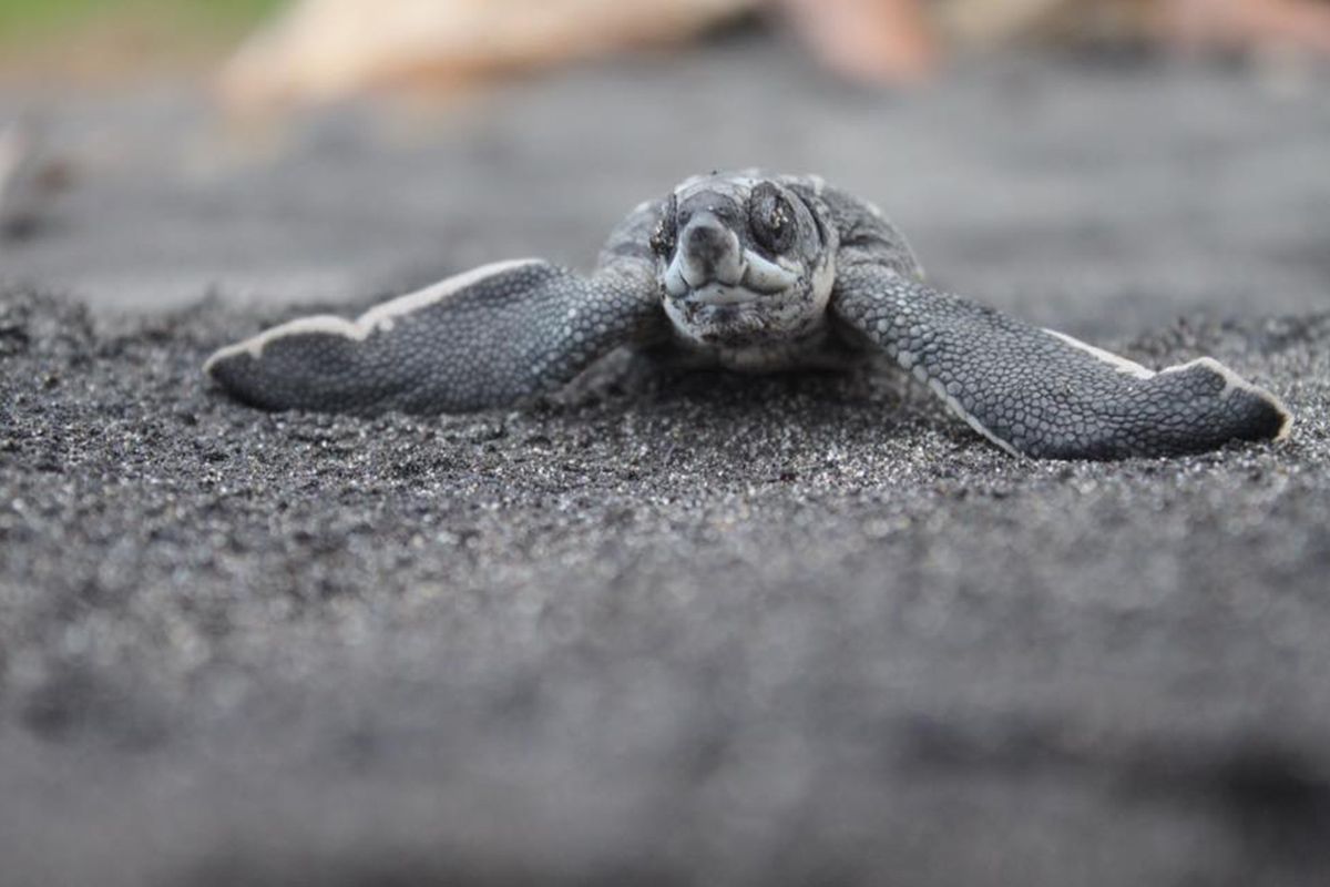 An Experience to remember at Rosalie Bay Resort, Dominica Eco Resort, Caribbean Wellness Retreat, Turtle Nesting Beach, Rosalie River.