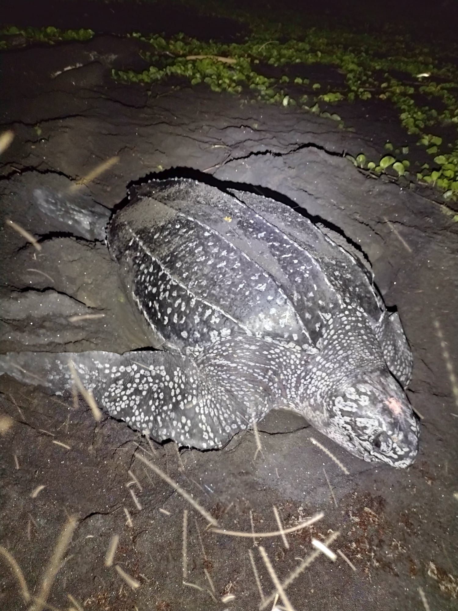 An Experience to Remember at Rosalie Bay Eco Resort, Dominica. Turtle Sanctuary.